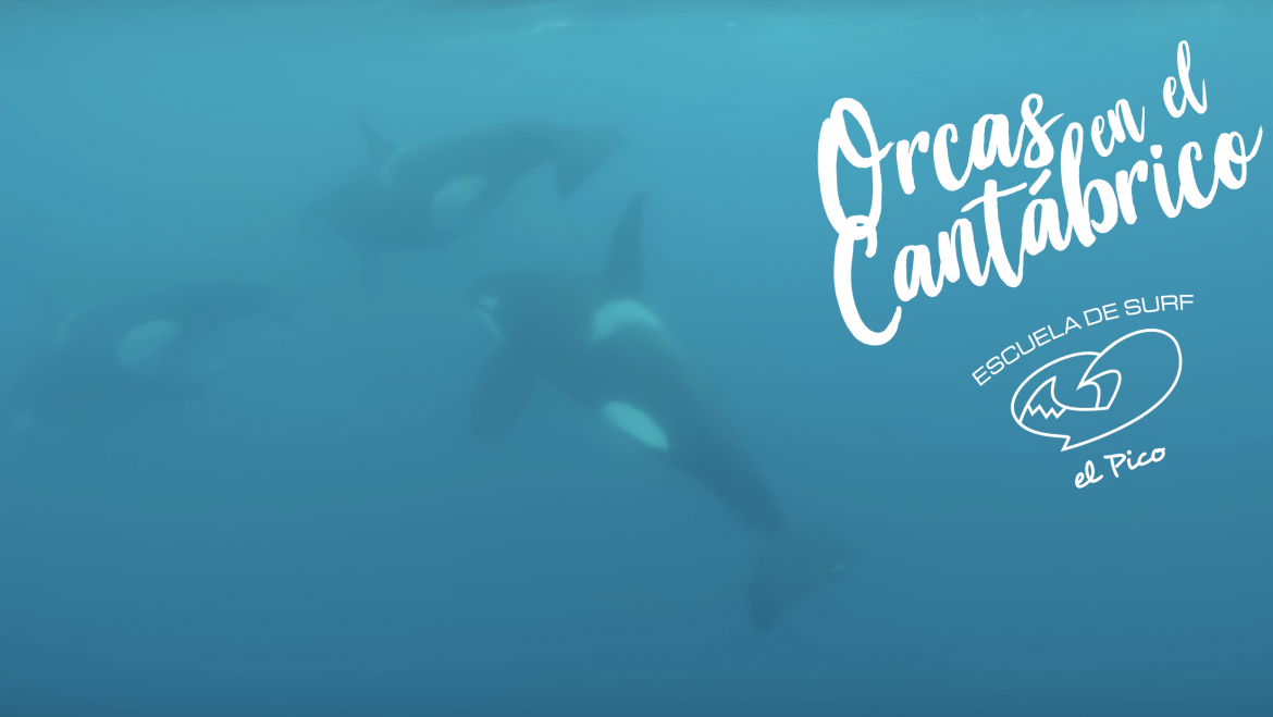 Orcas en el Cantábrico ❤️