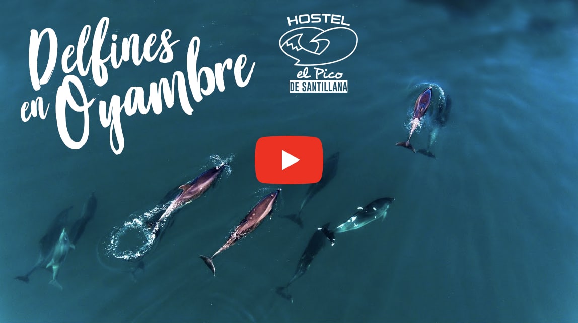 Delfines en Oyambre